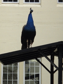 Peacock who flew up